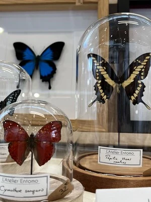 Habitat10
